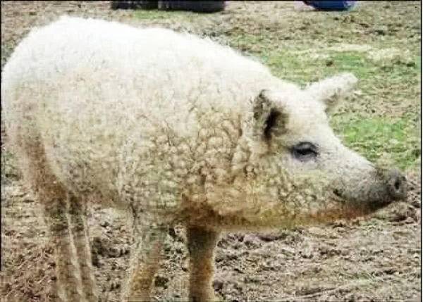 世界上最贵的猪，1斤猪肉竟高达1千元，比顶级神户牛肉还贵- 360娱乐