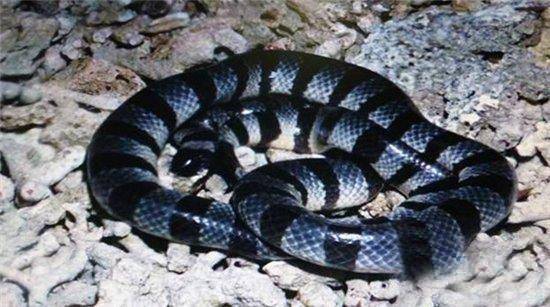 最毒的蛇贝尔彻海蛇长达3米 一口毒液杀死一千人