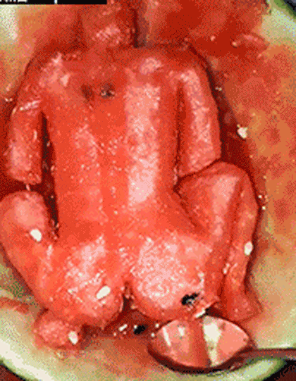 经典搞笑gif图集,看到笑暴牙的节奏! - 360娱乐,你开心就好