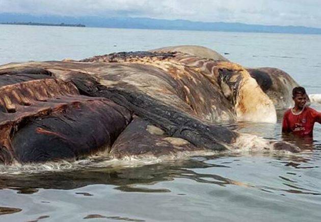海滩出现神秘怪物走前查看后吓得赶紧报警
