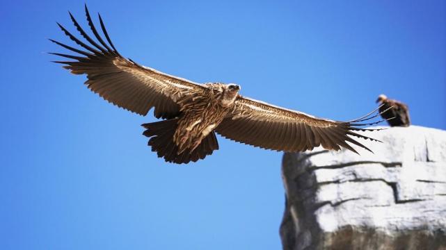 老狼小柯《无忧的蓝天》mv上线 描画香巴拉之梦