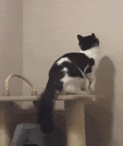 搞笑gif: 小小年纪就经历了本不该承受的痛 - 360娱乐,你开心就好