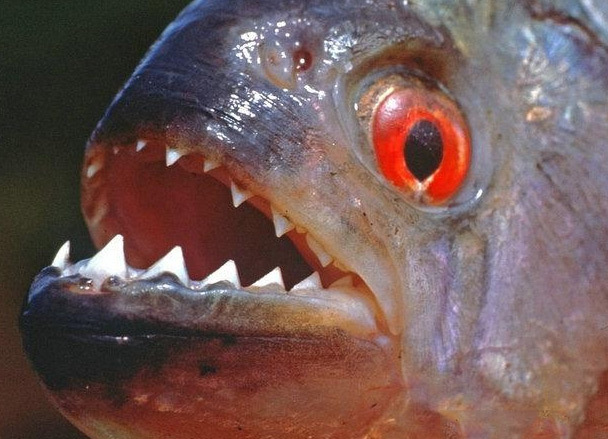 原因很简单,它们有着比水虎鱼更可怕的牙齿,并且是群居动物,如果不