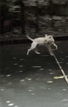 搞笑gif妹子一个在家体验各种玩法一般人学不会