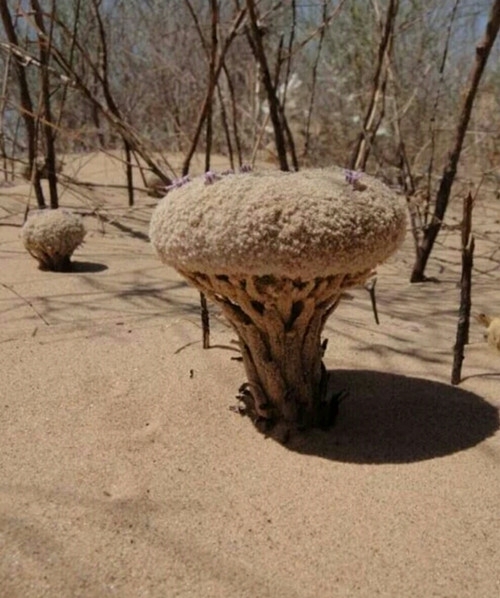 风蚀地貌蘑菇图片