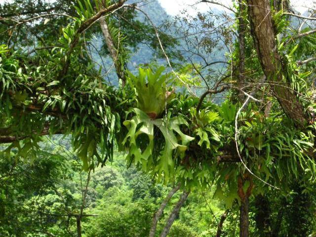热带雨林可怕的植物图片