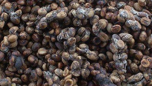 夫妻养8只麝香猫,制作猫屎咖啡! - 360娱乐,你开心就好