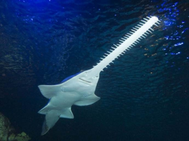 难得一见的画面实拍野生锯鳐妈妈产子全过程