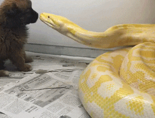 搞笑gif: 这么可爱的狗狗,你也舍得吃吗? - 360娱乐,你开心就好