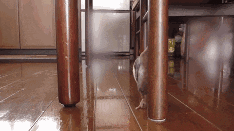 搞笑动态图GIF: 找不到我吧?咦,没看见我_看看头条_中华网