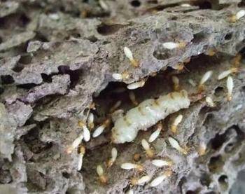 大山深处的宝贝从白蚁嘴里面抢到的美味