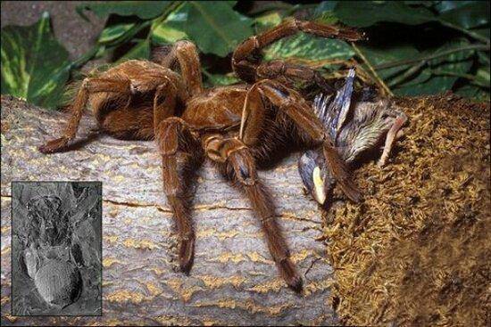身长4米的蜘蛛你见过吗?