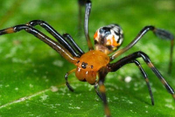能飞的蜘蛛瞬间可把腿变成翅膀