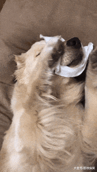 搞笑gif: 狗都会自己敷面膜啦,活得比我精致啊