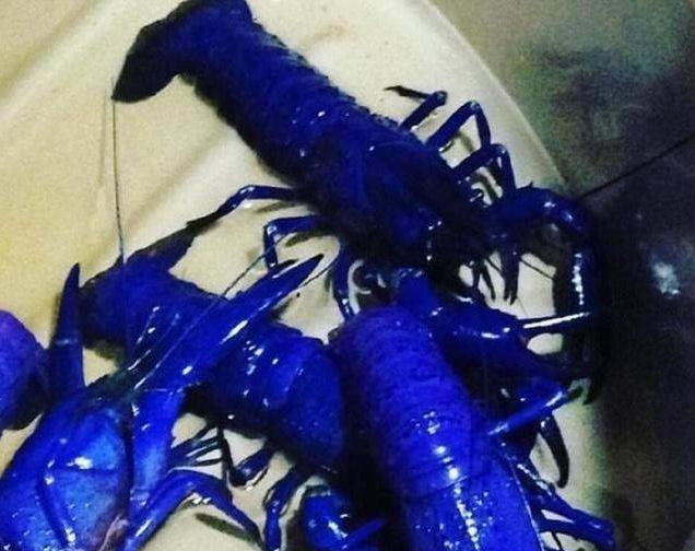 渔民捕到的小龙虾是蓝色的煮熟后顾客还是不敢吃