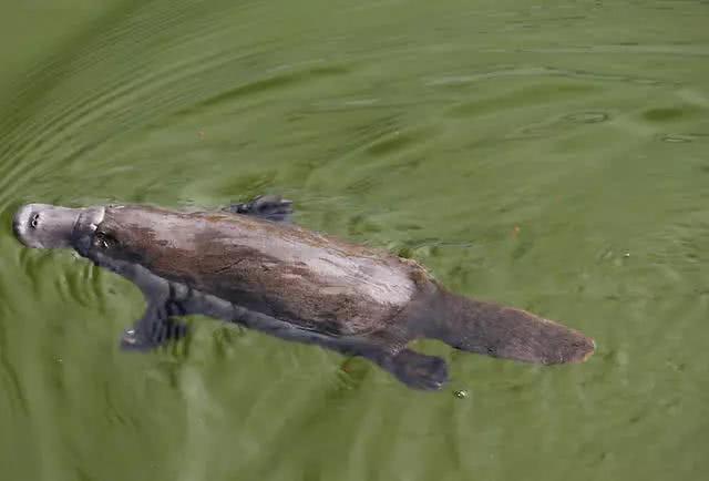 它是一种无脊椎的低等动物,最早记载桃花水母的来自1609年.12.娃娃鱼.