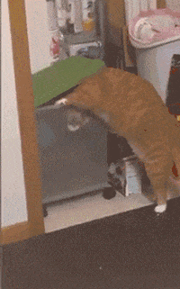 狗子偷吃集锦,这些小蠢货承包了我一年的笑点 - 360娱乐,你开心就好