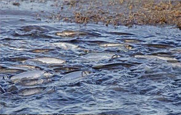 水里大批滑子鱼翻涌繁殖能力强场面壮观