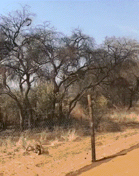 爆笑gif你是不是非要跟我作对那我就给你颜色瞧瞧