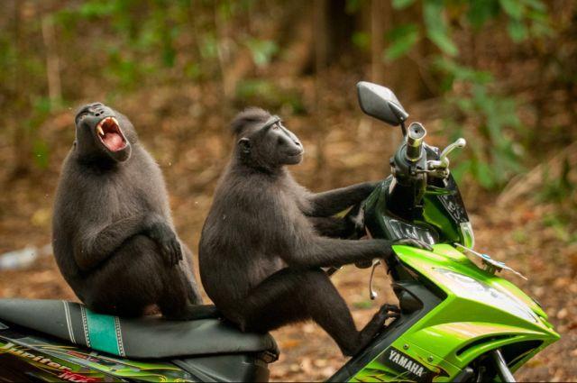 看看动物们爆笑瞬间打起精神站好最后几天岗啦