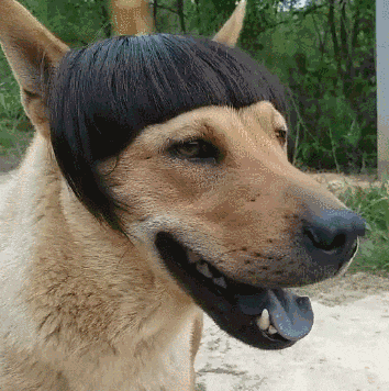 狗兄,你以大欺小不太好吧? - 360娱乐,你开心就好