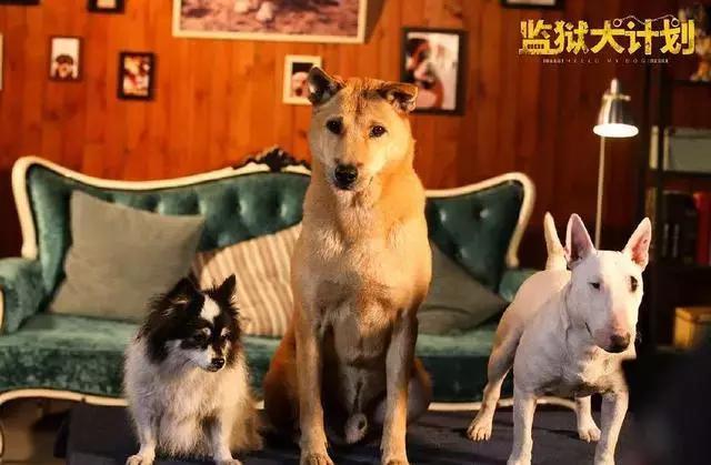 因为海报喜欢上这部电影 监狱犬计划 拯救狗狗也拯救自己 360娱乐