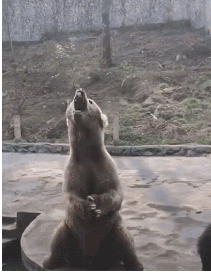 俄罗斯人打熊动图图片