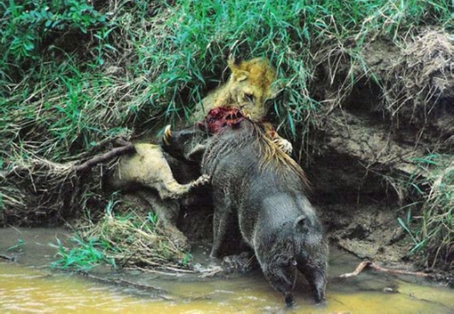 狮子跳到河里猎杀野猪没想到最后竟落败而逃