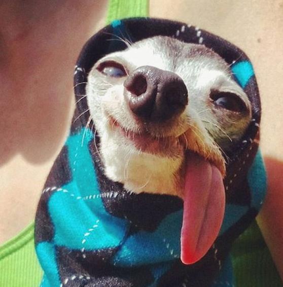 吃货狗狗,日常的搞笑瞬间,妈妈,我真的没有偷吃东西?超可爱! - 360娱