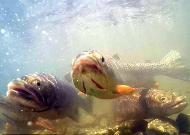 这波操作有点厉害居然用飞机空投鱼到山上的湖泊中