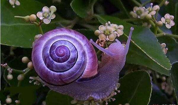 地球上十大最奇特的紫色动物第九和恐龙同时代第五紫色北极熊