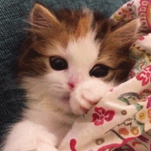 300_300gif 动态图 动图