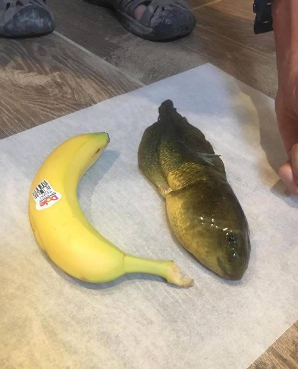 博士生意外捕到野生巨型蝌蚪蝌蚪犹如一条鱼