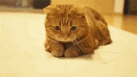 搞笑动态图gif我家猫咪和狗狗完全变成一家人了