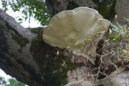 阆中千年皂角树长出脸盆大灵芝是抗癌珍宝村民却不敢采摘