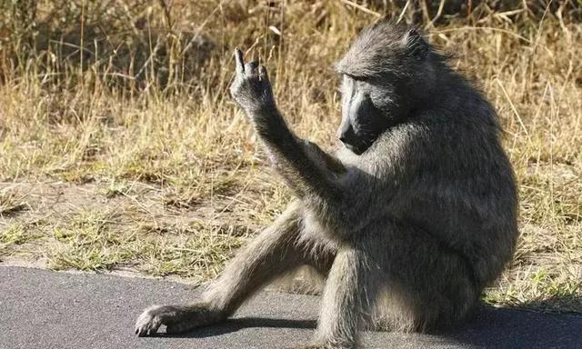 地球上最凶猛的动物你知道几种