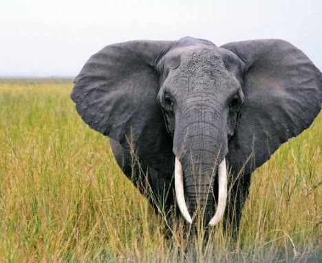 为何只剩下三种,原因和人类是分不开的,因为大象的牙齿是一种装饰品