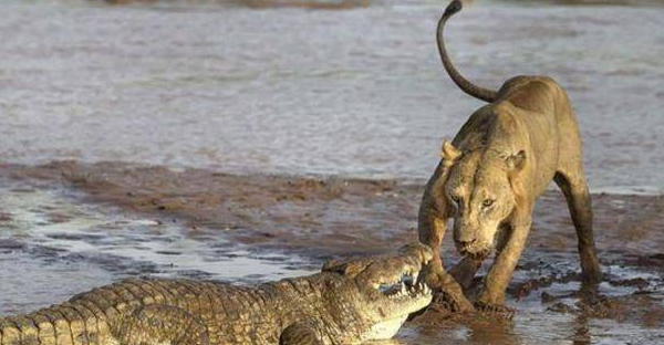 雄狮想将鳄鱼当成美食,却被鳄鱼吓住,不甘示弱叫来同伴后