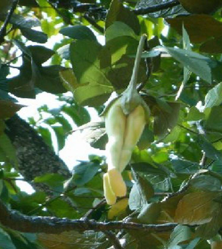 世界上最神奇的"女人树",结的果子和女人一样!