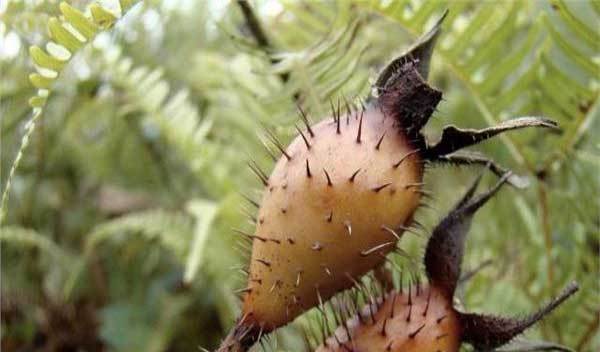 农村孩子眼馋的一种野果,金樱子的叶子和枝干上长满了密密麻麻的小刺