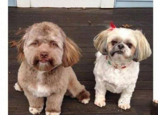 悚人面狗脸部竟然和人面惊人相似