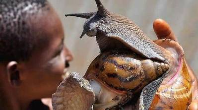 世界上最大的蜗牛吃人图片