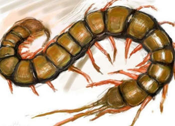 如今蜈蚣和千足虫的祖先是生活在三亿多年前的远古蜈蚣虫.