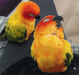 275_264gif 动态图 动图