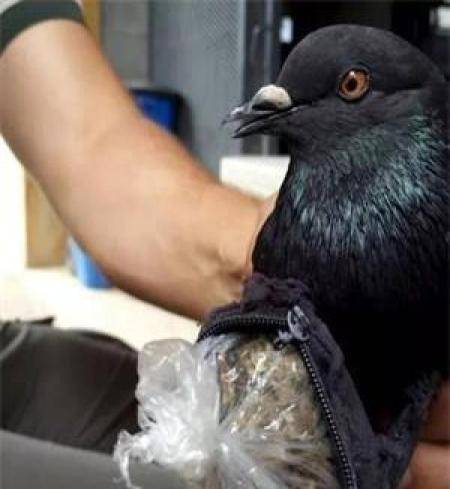 男子弹弓打下一只鸽子翻过鸽子身后男子果断报警