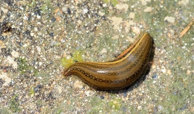 农村老人说把蚂蝗烧成灰放在水里变成小蚂蟥真的吗