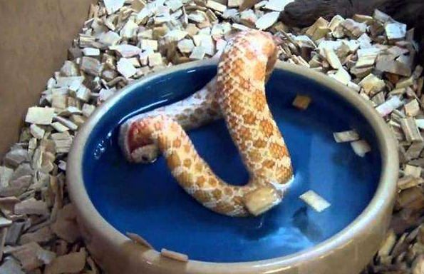一条蛇突然吞食自己难道是饿晕了原因让人大跌眼镜