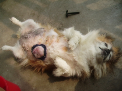 但也不会这么大吧!医生告诉村民,这个算是狗结石,但是还是有点价值的.