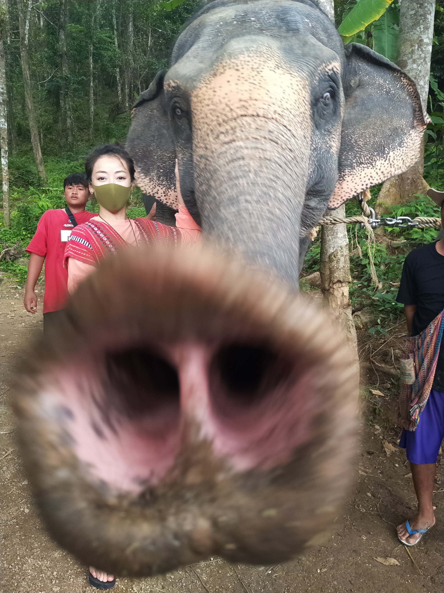 古装女王陈紫函化身大象守护员微博直播引发粉丝热议