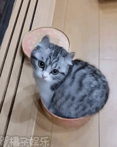 gif铲屎的来吸猫吧看这一摊猫饼啊